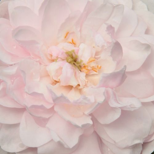 Rosa Blush Noisette - trandafir cu parfum intens - Trandafir copac cu trunchi înalt - cu flori mărunți - roz - Philippe Noisette - coroană tufiș - ,-